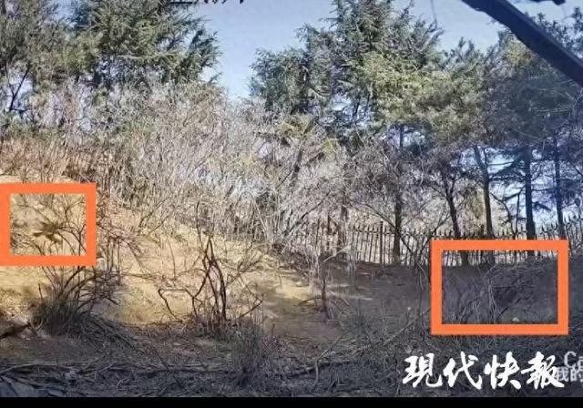 大连梅花鹿遭野狗追逐坠落死亡当地回应